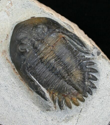 Nice Mrakibina Trilobite - Inches #4359